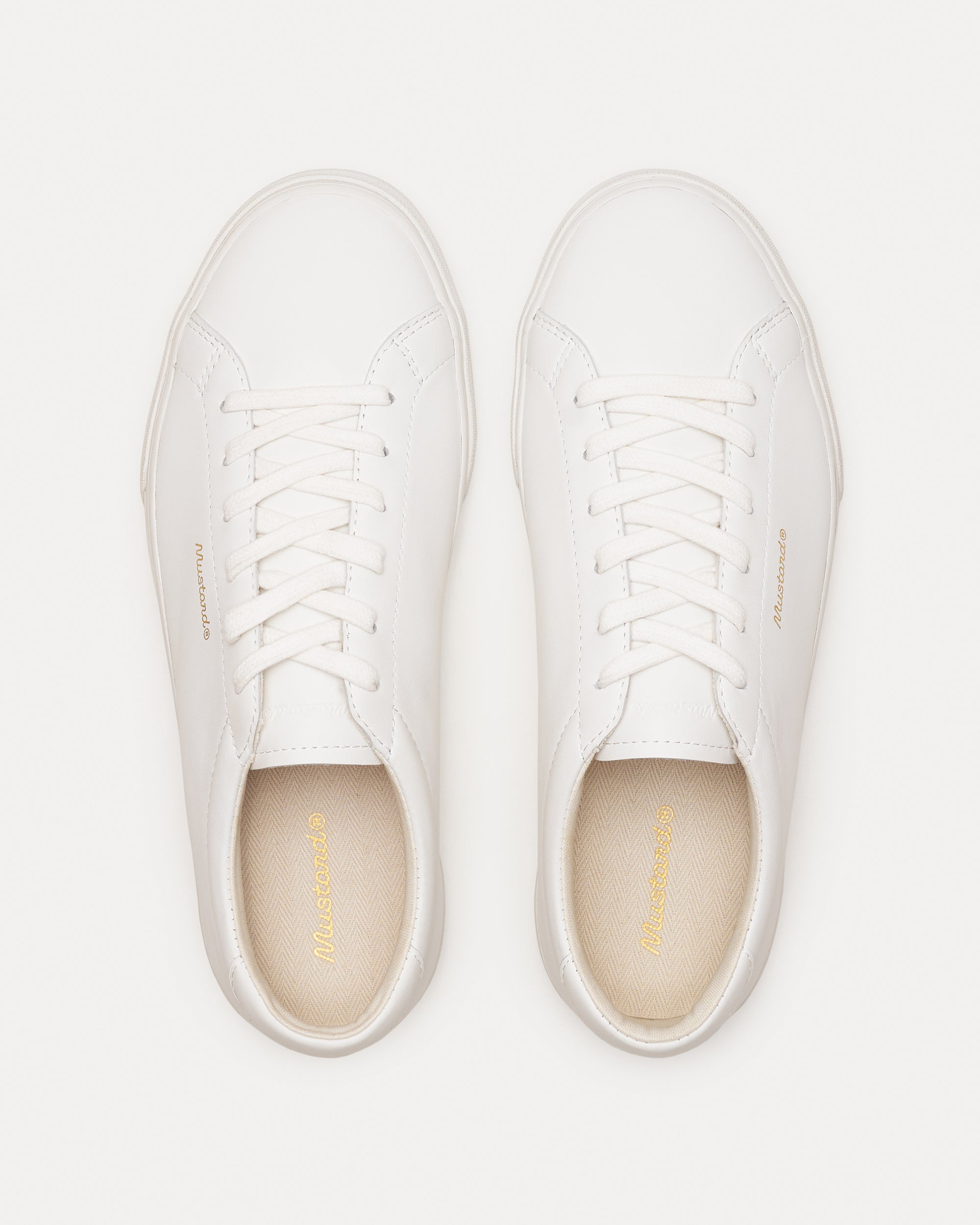 Aster White