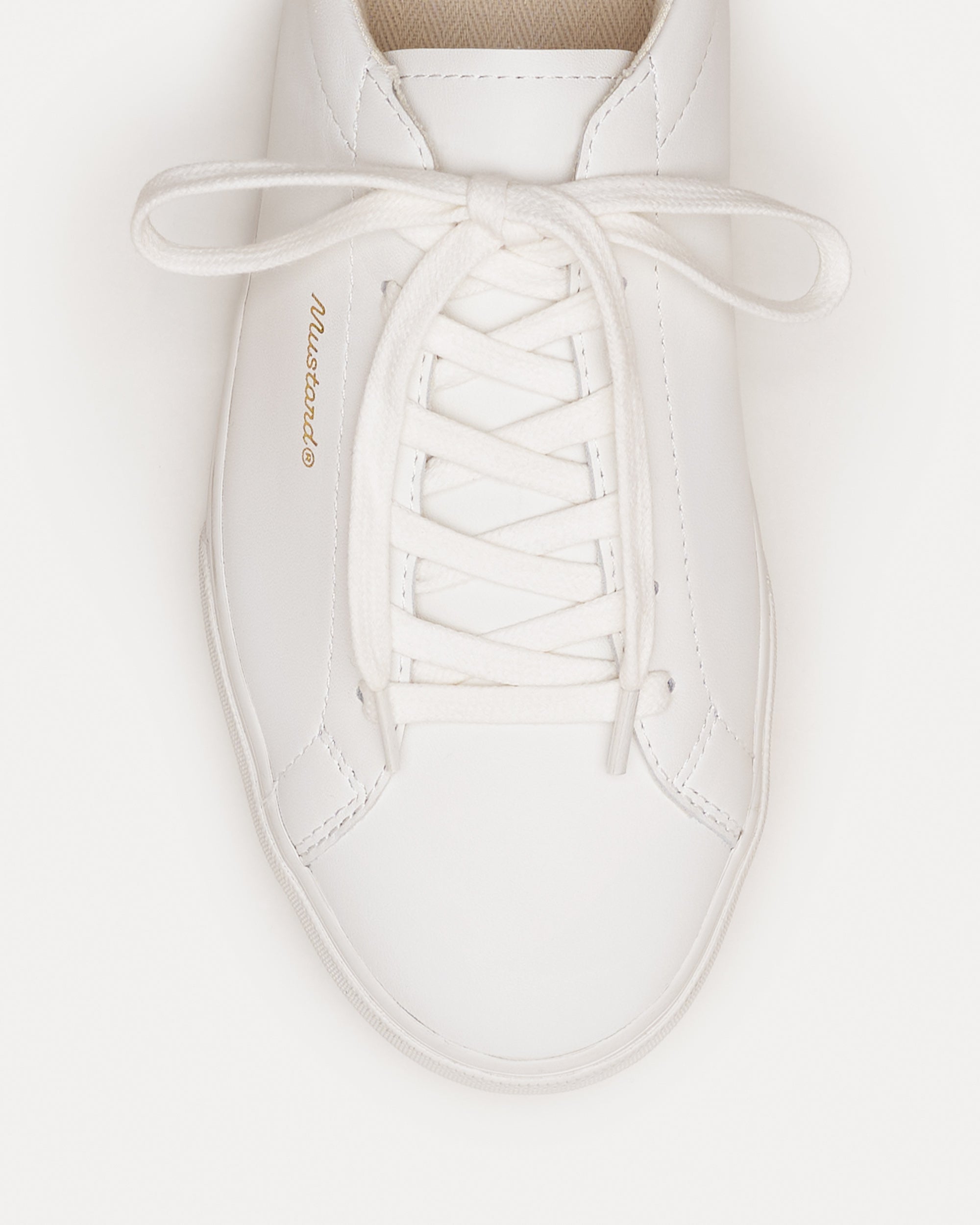 Aster White